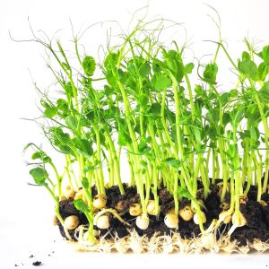 Cum să cultivi microverdețuri acasă: de la semințe la recoltare