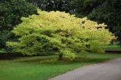 Semințe de urzică chinezească (Celtis sinensis) - 10 buc / 1,5 g