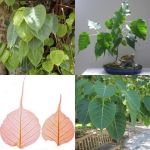 Semințe de Ficus sacru (Ficus religiosa) - 2 g.