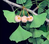 Semințe de Ginkgo Biloba - 10 buc.