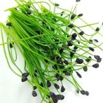 Ceapă cu usturoi (Allium tuberosum) - 1500 buc (±) / 5 g semințe