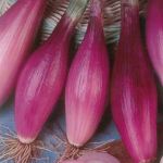 Ceapă Rosa Lunga Di Florence (Rossa Lunga di Firenze) - roșie, lungă - 1000 buc (±) / 4 g semințe
