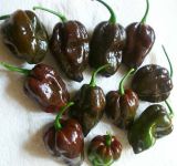 Ciocolată Habanero - 10 semințe