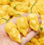 Lămâie Habanero - 15 semințe