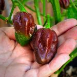 Ciocolată Habanero - 10 semințe