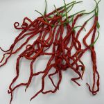 Thunder Mountain Longhorn - 15 seeds