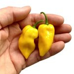 Lămâie Habanero - 15 semințe