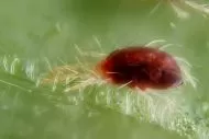 Spidermite control 100ml - organic insecticide and fungicide