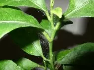 Spidermite control 100ml - organic insecticide and fungicide