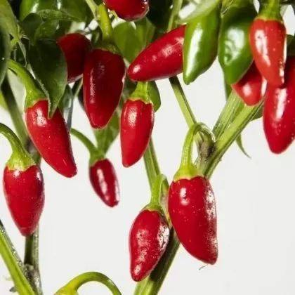 Aji Picante de Eusebio - 15 buc. semințe