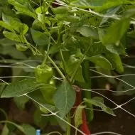 Trellis Netting for plants and vegetables 1.53m x 1m (linear meter)