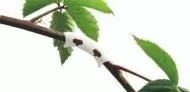 Set de cleme de îndoire plante Gronest Bending Clips 50buc