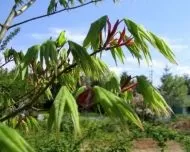  Japanese Maple "ACER palmatum" - 25 seeds