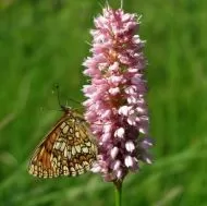 Sunătoare comună (Persicaria Bistorta) - 0,3g semințe de bistortă