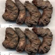 Sunătoare comună (Persicaria Bistorta) - 0,3g semințe de bistortă