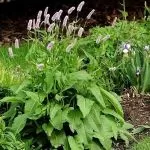 Sunătoare comună (Persicaria Bistorta) - 0,3g semințe de bistortă