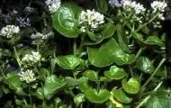 Cochlearia (Cochlearia officinalis) 1g semințe