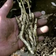 Seminte de Marsh Mallow Plant 1 g