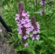 Seminte de Marsh Mallow Plant 1 g