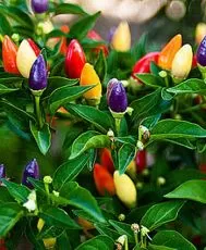 Hot pepper Chinese Five Color/ 