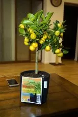 Ghiveci textil cu mânere Gronest Classic Pot 1l