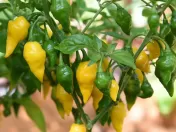 Seminte de ardei iute soi "Habanero Lemon" (Habanero Lemon) 15 buc
