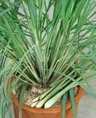 Iarbă de lămâie (Cymbopogon flexuosus) ± 1350 semințe (0,5g)