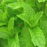 Mentha spicata 2500 de semințe (0,2 g)