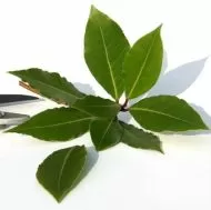 Bay leaf (Laurus nobilis) - 5seeds