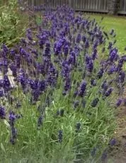 Lavandă (Lavandula angustifolia) - 750 de semințe (0,75g)