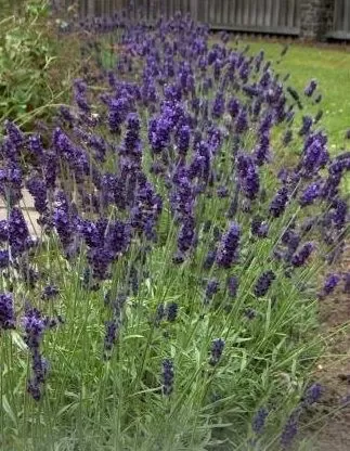Lavandă (Lavandula angustifolia) - 750 de semințe (0,75g)