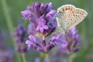 Lavandă (Lavandula angustifolia) - 750 de semințe (0,75g)