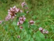 Oregano ± 7.500 de semințe (1g)