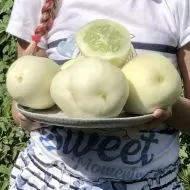 Seminte de castravete Dragon's Egg 25 buc
