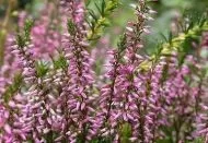 Seminte Calluna vulgaris pentru 500 de plante