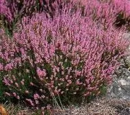 Seminte Calluna vulgaris pentru 500 de plante