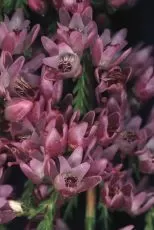 Seminte Calluna vulgaris pentru 500 de plante