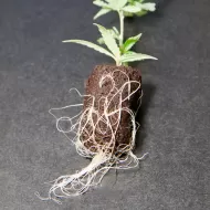 GT Root Riot 24pcs. - Rooting and germination cubes