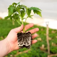 GT Root Riot 50 buc. - Cuburi de înrădăcinare și germinare