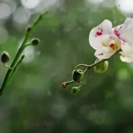 Orchid Focus Grow 100ml. - Îngrășământ pentru creșterea orhideelor