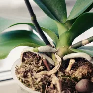 Orchid Focus Grow 100ml. - Îngrășământ pentru creșterea orhideelor