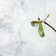 Orchid Focus Grow 1L. - Îngrășământ pentru creșterea orhideelor
