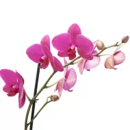 Orchid Focus Bloom 100ml - Fertilizer for Flowering of Orchids