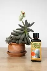 Cactus & Suculente Focus 300 ml. - Îngrășământ pentru cactuși
