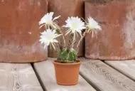 Cactus & Suculente Focus 300 ml. - Îngrășământ pentru cactuși