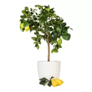 Citrus Focus 100 ml. - Îngrășământ cu citrice
