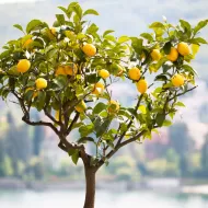 Citrus Focus 100 ml. - Îngrășământ cu citrice