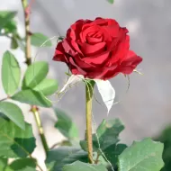 Rose Focus 300 ml. - Îngrășământ pentru trandafiri