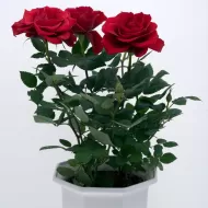 Rose Focus 300 ml. - Îngrășământ pentru trandafiri
