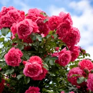 Rose Focus 300 ml. - Îngrășământ pentru trandafiri